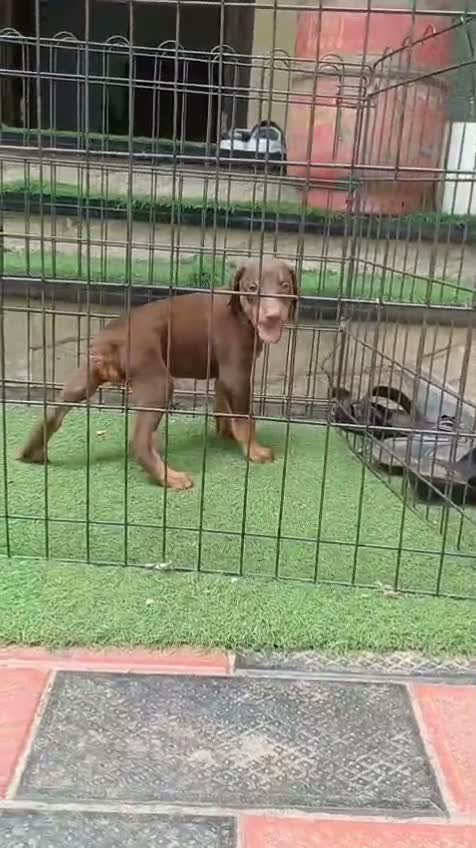 Doberman Pinscher Puppy, farm video