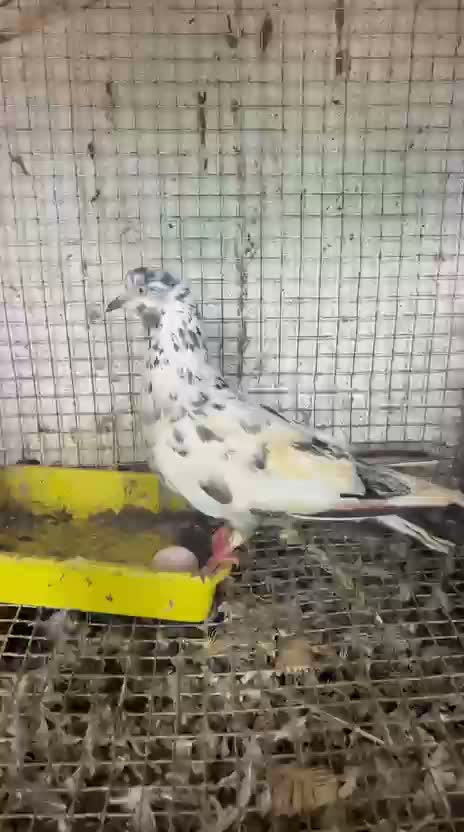 Lakka Pigeon, farm video