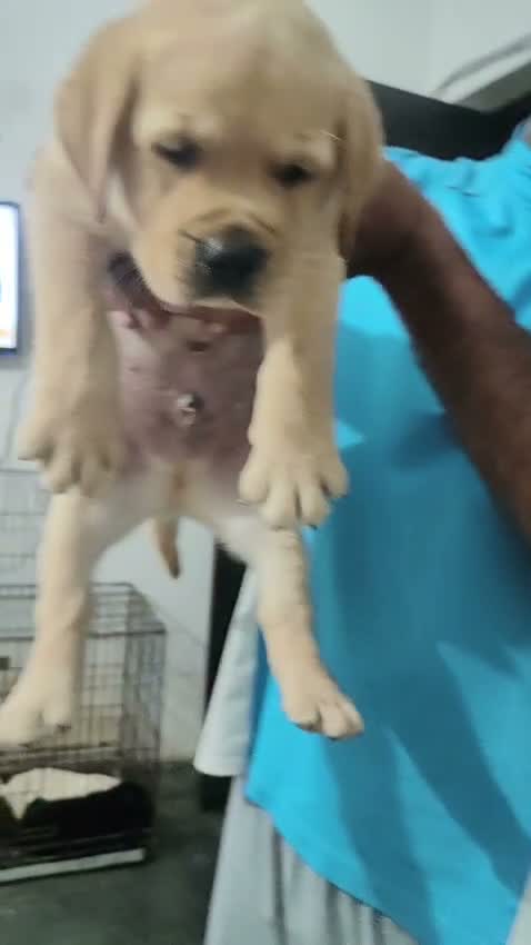 Beagle Black & Tan Puppy, farm video