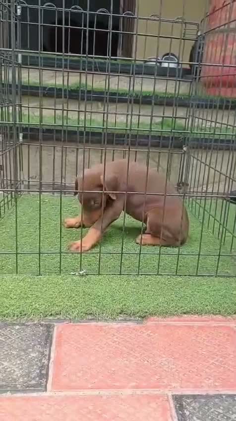 Doberman Pinscher Puppy, farm video