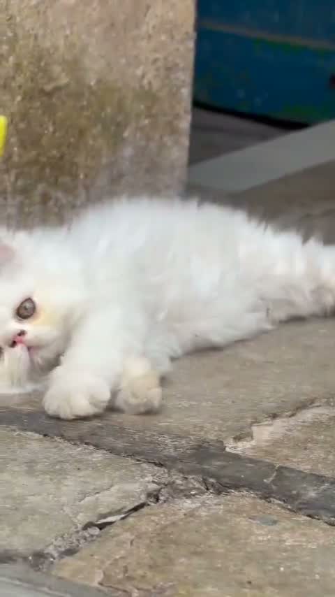 Persian, farm video