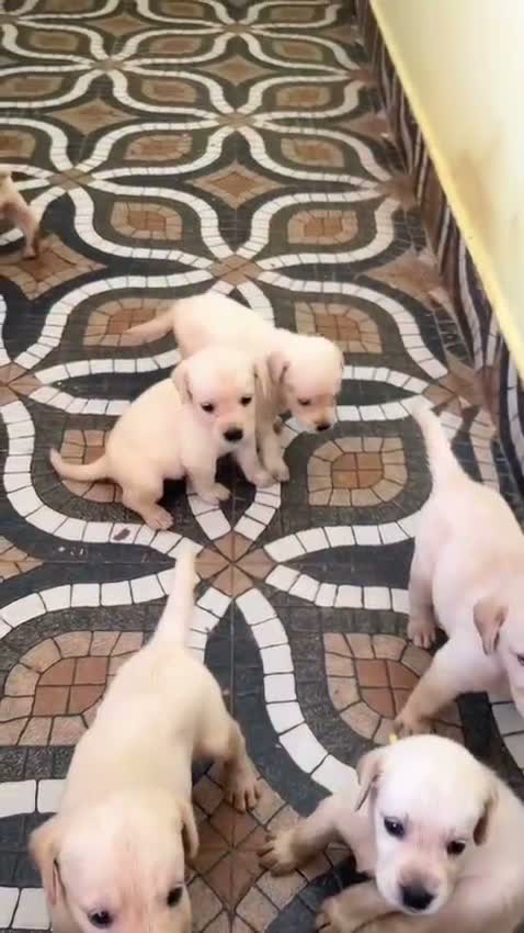 Beagle Black & Tan Puppy, farm video
