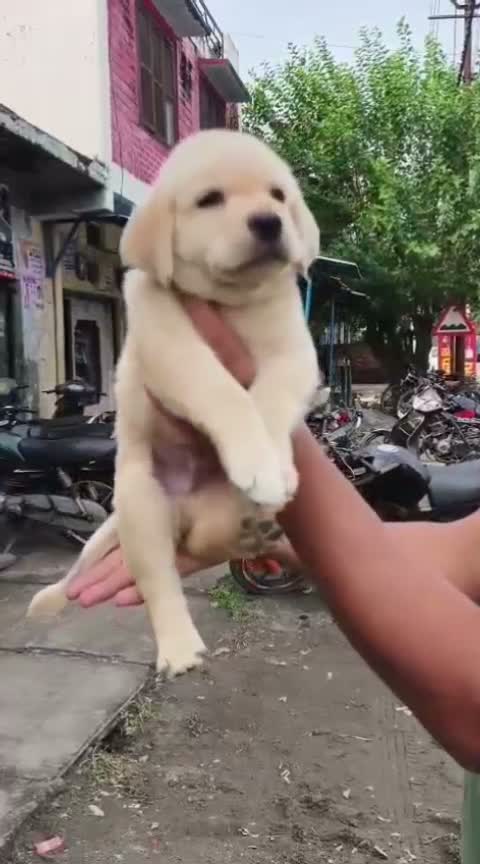 Beagle Black & Tan Puppy, farm video