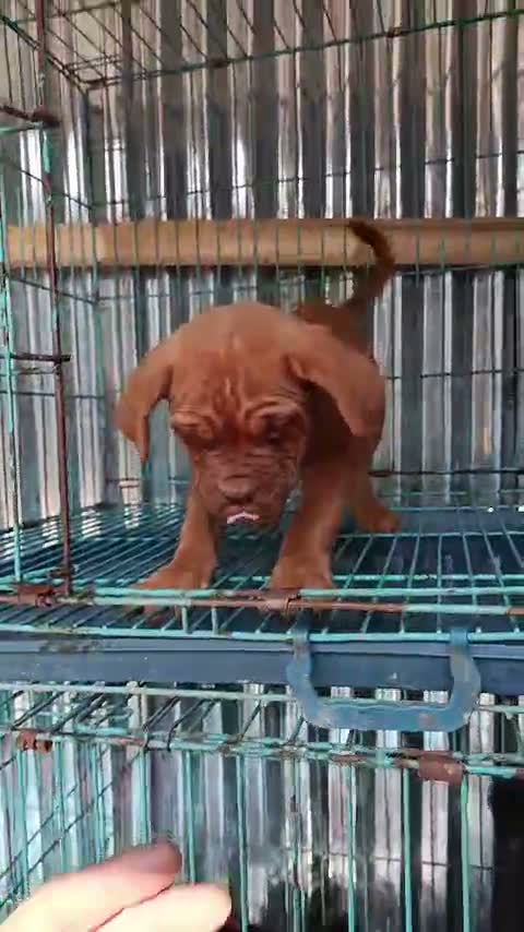 French Bulldog Puppy, farm video