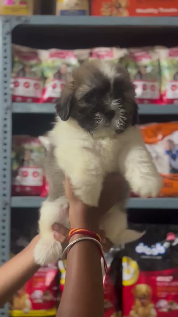 Shih Tzu | Black Color, farm video