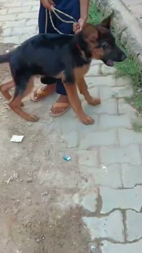 German Shepherd Puppy, farm video