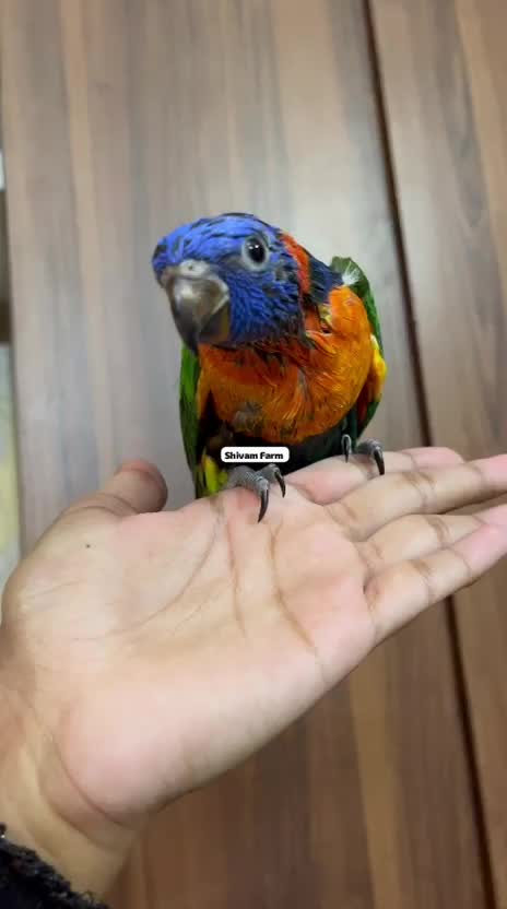 Chattering Lorikeet, farm video