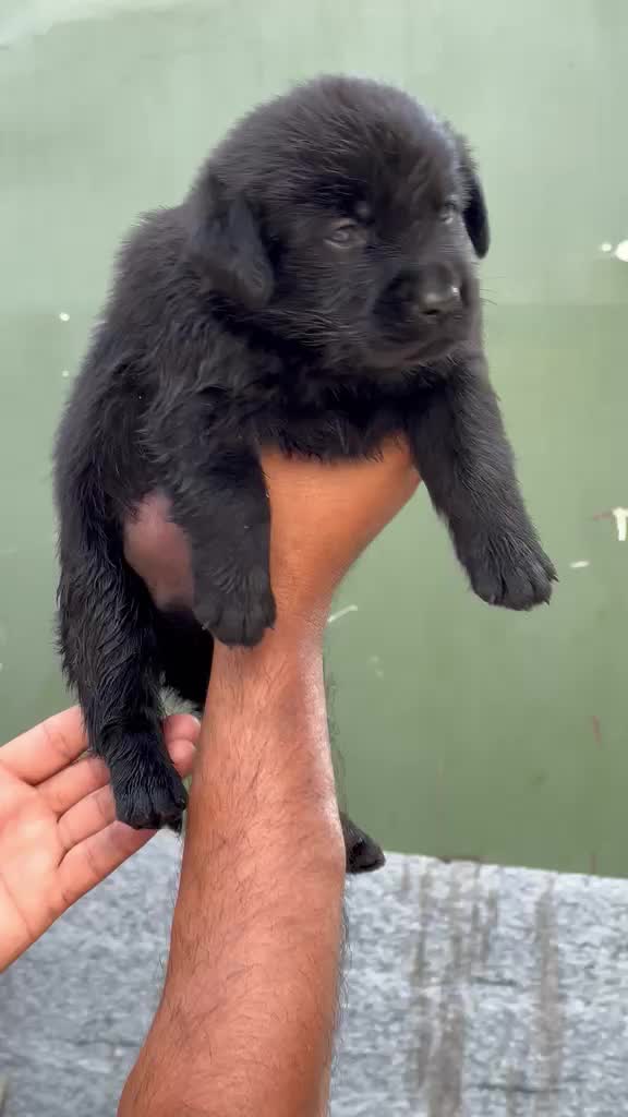 Beagle Black & Tan Puppy, farm video