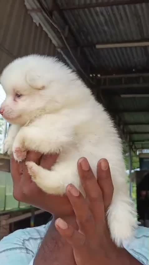 Pomeranian Puppy, farm video