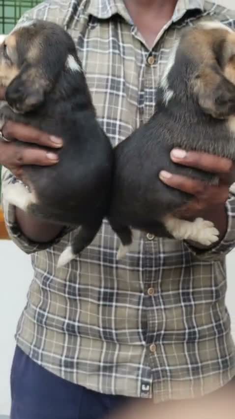Beagle Black & Tan Puppy, farm video