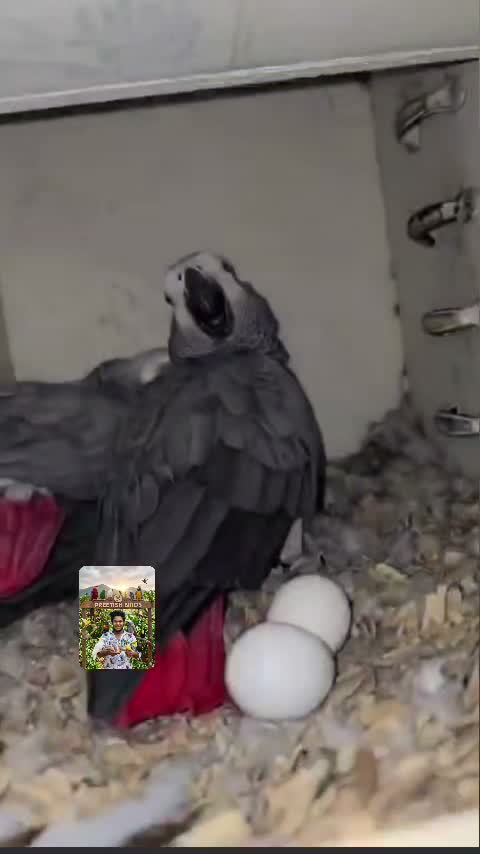 African Grey Parrot, farm video