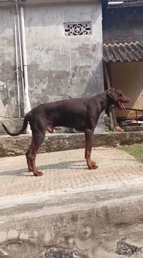 Doberman Pinscher Puppy, farm video