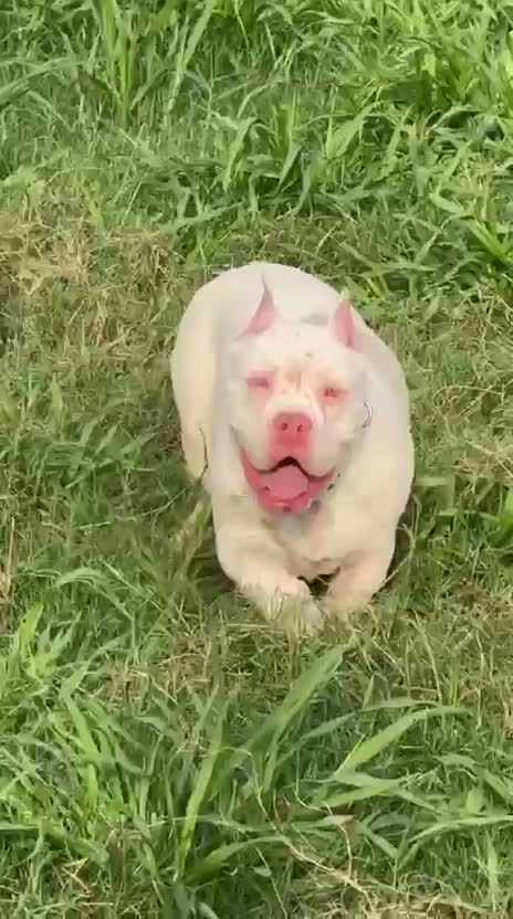 American Bully Pocket Size Puppy, farm video