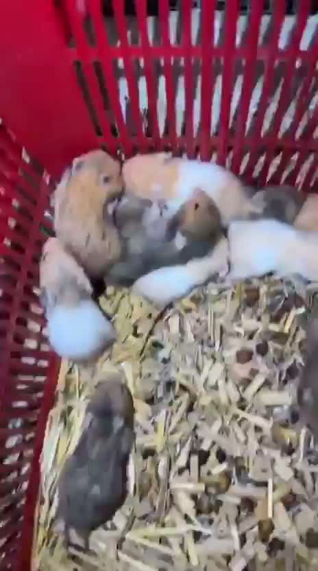 Dwarf Hamster Babies | Adults, farm video