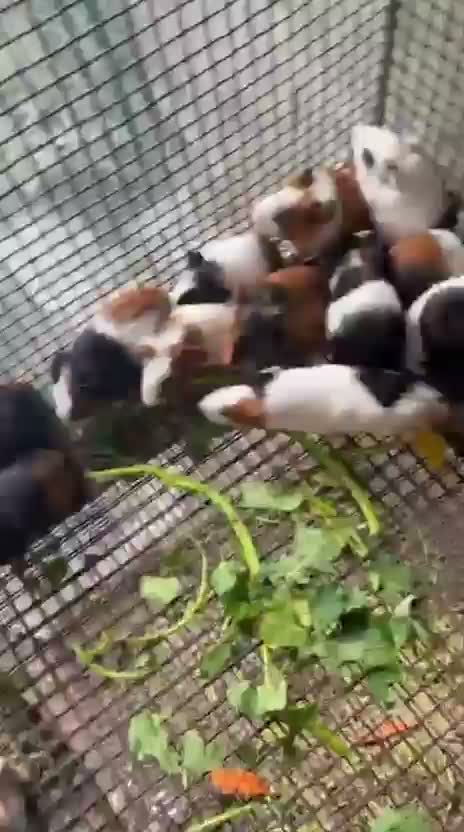 Guinea Pig Babies, farm video
