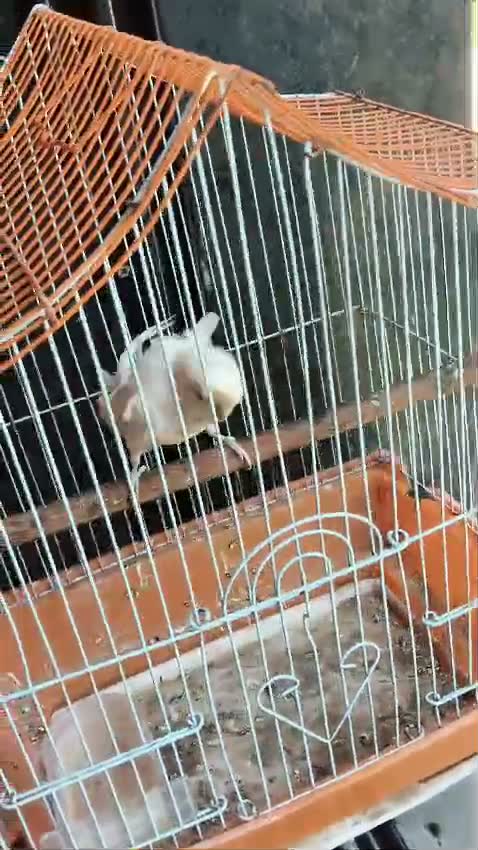 Helicopter Budgies, farm video