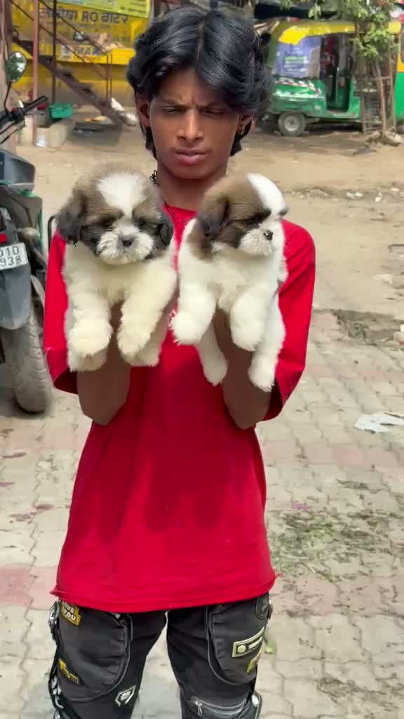 Shih Tzu | Black Color, farm video