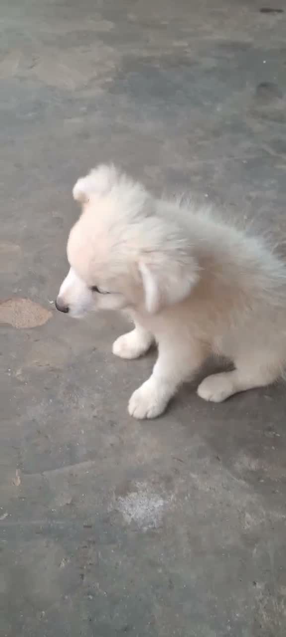 Pomeranian Puppy, farm video