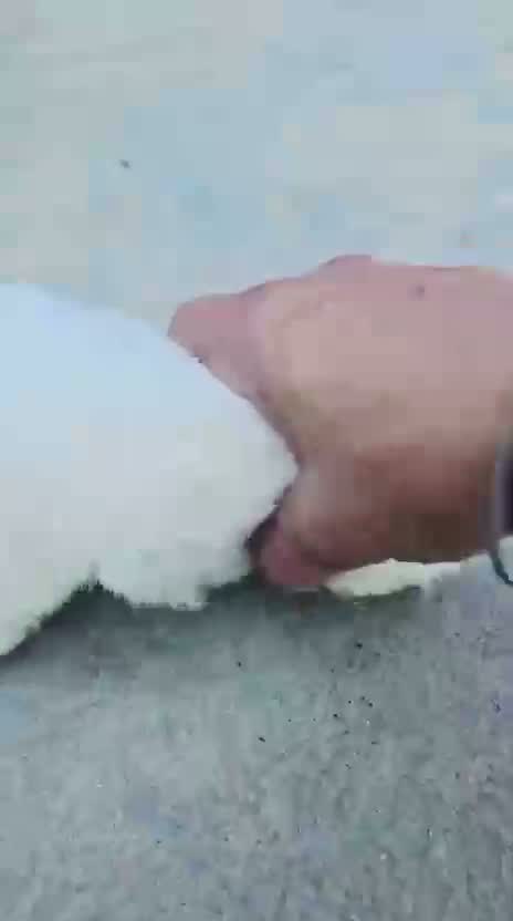 Pomeranian Puppy, farm video