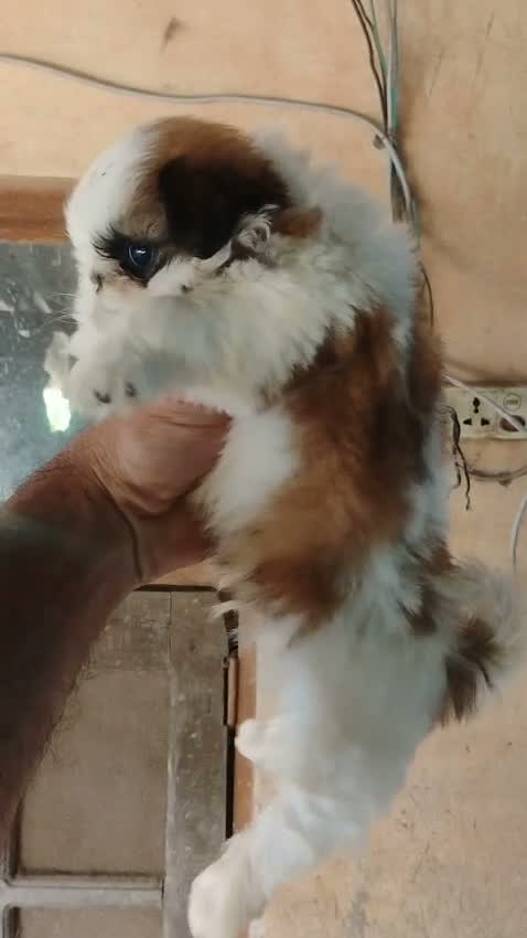 Shih Tzu | Black Color, farm video