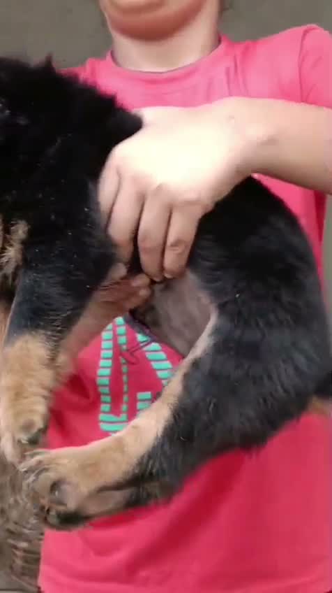 Rottweiler Puppy, farm video
