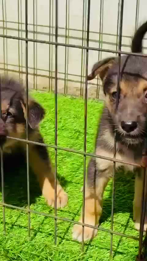 German Shepherd Puppy, farm video
