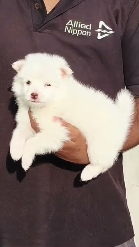 Pomeranian Puppy, farm video