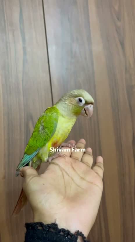 Blue Throated Conure, farm video
