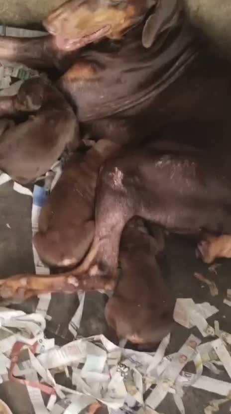 European Doberman Puppy, farm video