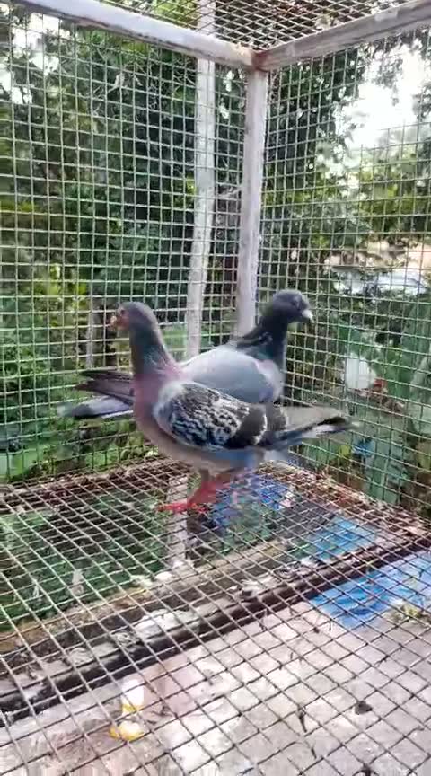 Chotiyal Pigeon, farm video