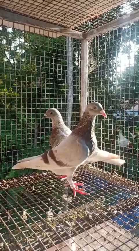 Chotiyal Pigeon, farm video