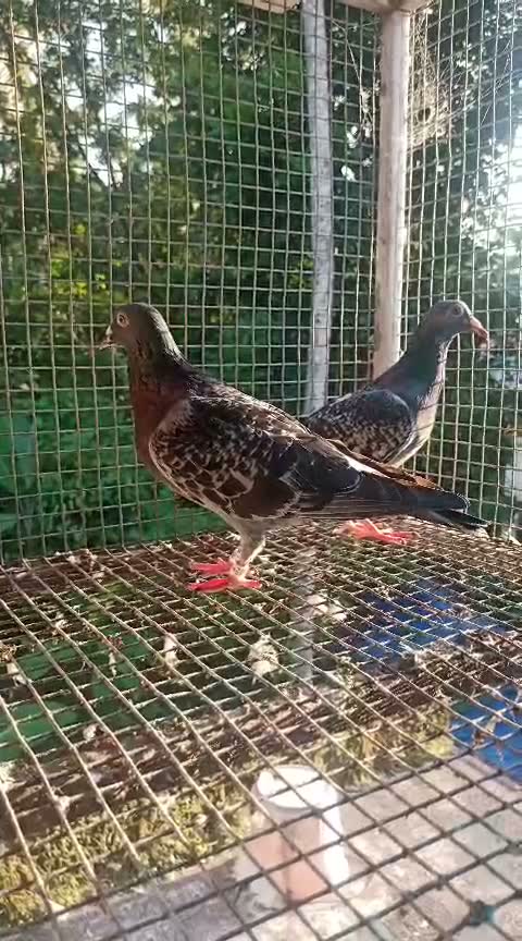 Chotiyal Pigeon, farm video