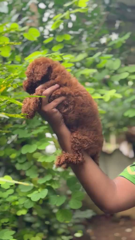 Toy Poodle Puppy, farm video
