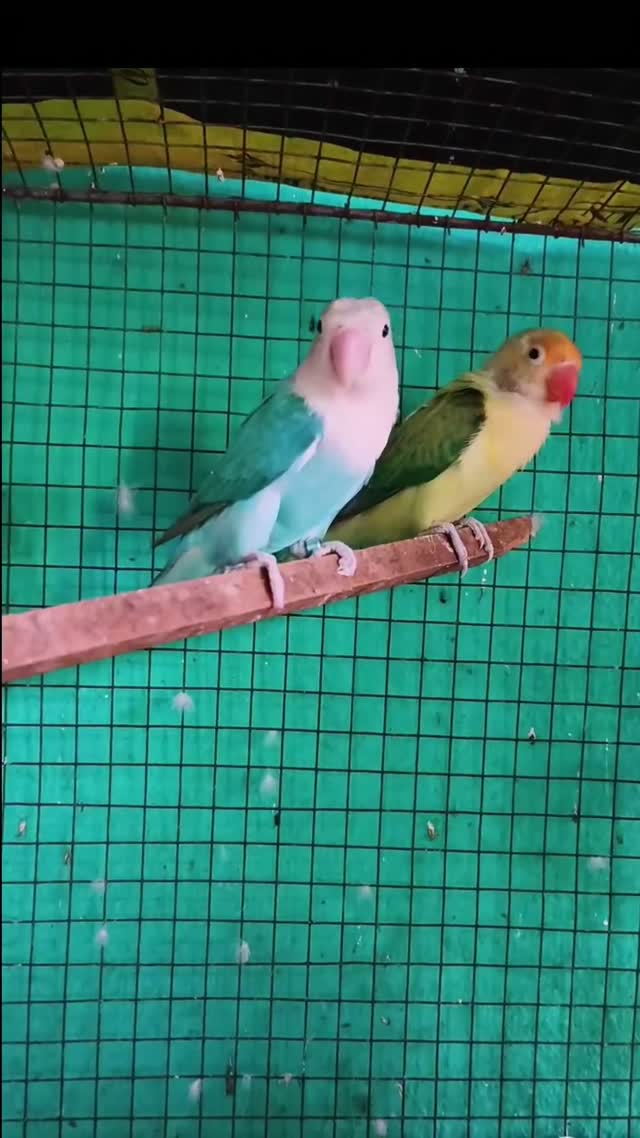 Blue Throated Conure, farm video