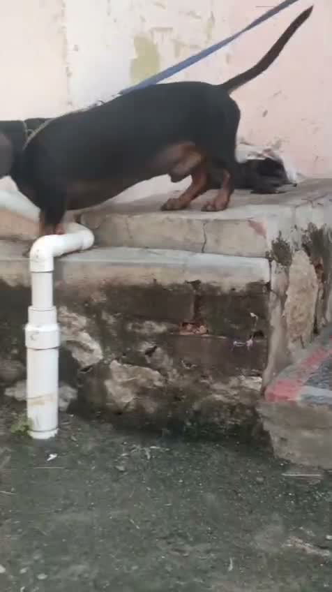 Dachshund Puppy | Brown, farm video