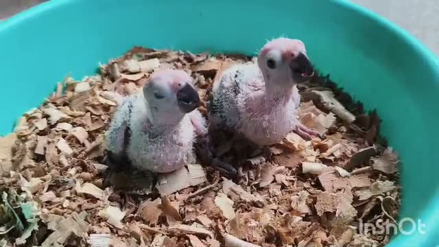 Blue Throated Conure, farm video