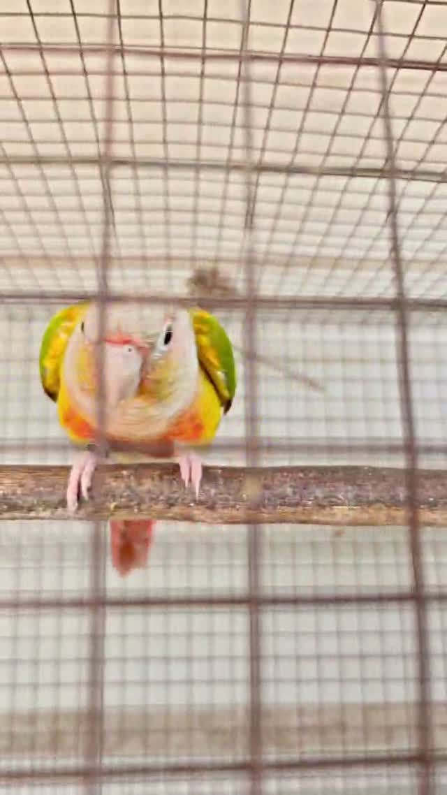 Blue Throated Conure, farm video