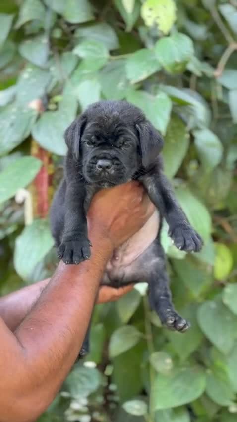 Cane Corso Puppy, farm video