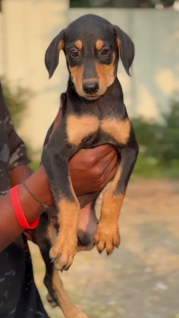 Doberman Pinscher Puppy, farm video