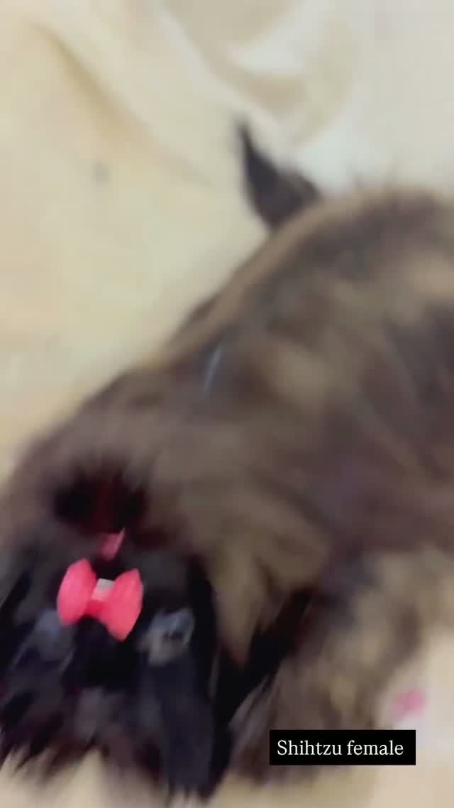 Shih Tzu | Black Color, farm video