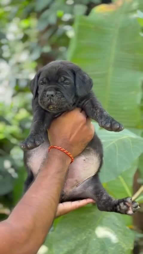 Cane Corso Puppy, farm video