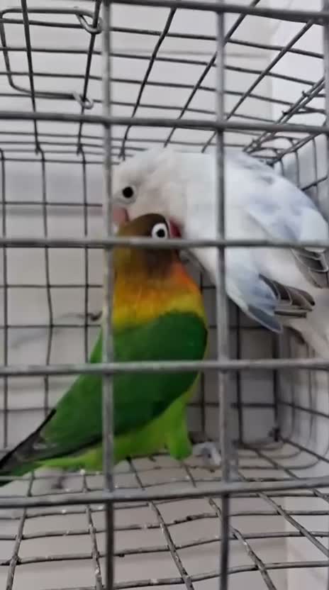 African Love Birds, farm video