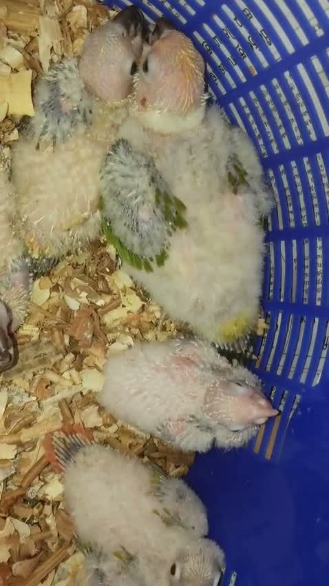 Sun Conure, farm video