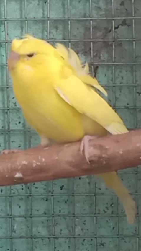 Helicopter Budgies, farm video