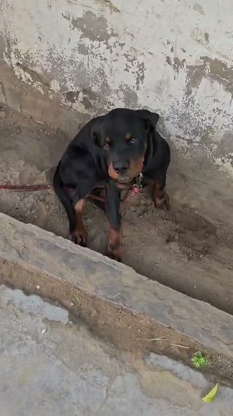 Rottweiler Puppy, farm video