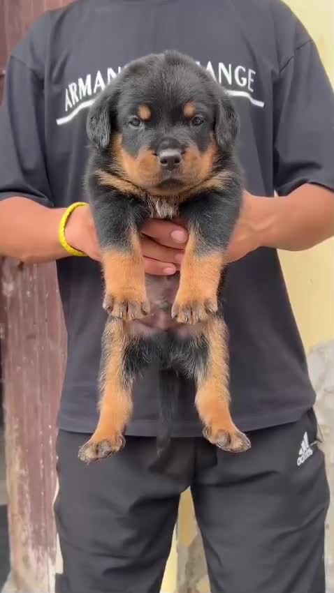 Rottweiler Puppy, farm video