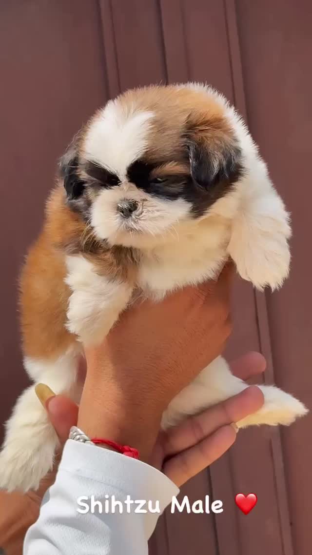 Shih Tzu | Black Color, farm video