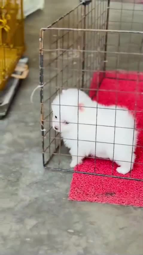Pomeranian Puppy, farm video