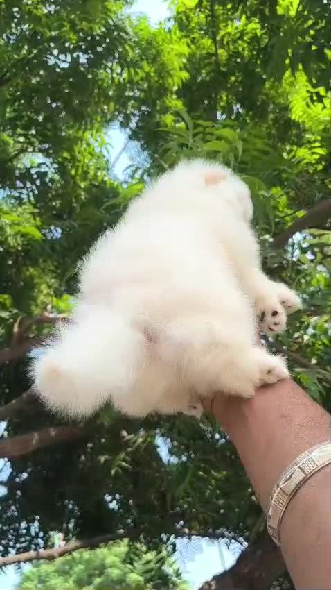 Pomeranian Puppy, farm video