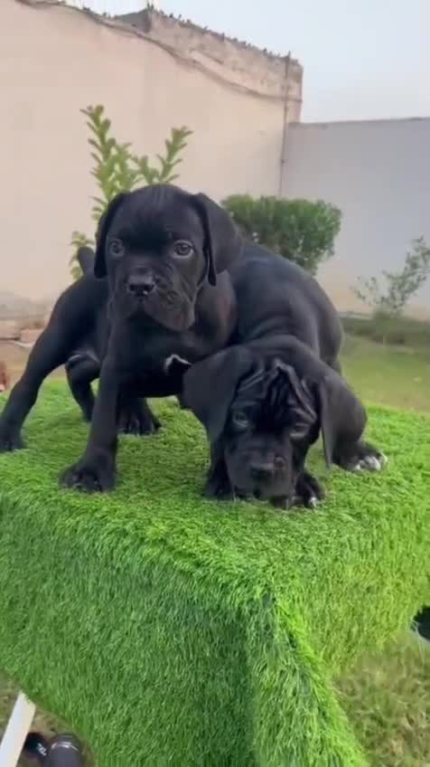 Cane Corso Puppy, farm video
